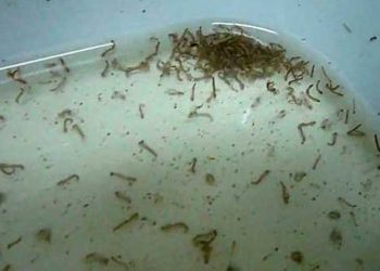 Espírito Santo tem mais de 6 mil de casos notificados de dengue