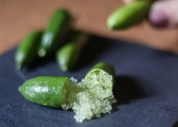 Limão-caviar começa a aparecer nos restaurantes de São Paulo