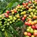 Exportação brasileiras de café crescem 33% de janeiro até julho
