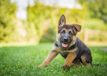 Convívio com homem mudou a estrutura do cérebro dos cachorros
