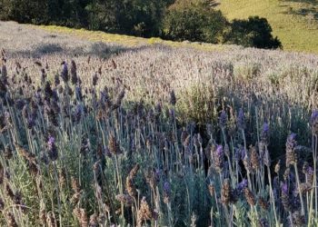 Campo de lavanda em Pedra Azul é a mais nova atração turística do ES