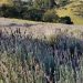 Campo de lavanda em Pedra Azul é a mais nova atração turística do ES
