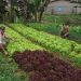 Atendimento remoto do Incaper preserva os agricultores capixabas