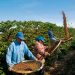Colheita do café: produtores devem redobrar cuidados contra a Covid-19
