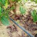 Nitrato de amônio na agricultura: uso do fertilizante não oferece perigo