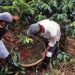 Incaper anuncia novidades para ampliação de crédito rural