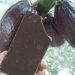 Espírito Santo já conta com 24 marcas de chocolate