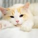 Gato de pessoa infectada com covid-19 também contraiu doença