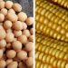 Brasil já importou 528 mil toneladas de soja e 725 mil toneladas de milho