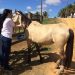 Habilitação para colheita e envio de amostras para exame de mormo agora é on-line