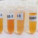 Idaf realiza estudo soroepidemiológico para a febre aftosa