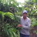 Produção de café sustentável e tecnológica recebe suporte do Incaper em Sooretama