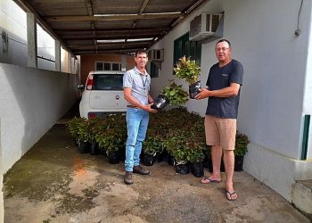 Incaper e Prefeitura de Vila Pavão repassam 22 mil mudas de eucalipto para os produtores rurais