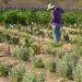 Embrapa cria produto capaz de aumentar resistência vegetal à seca
