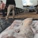 Caminhoneiro é preso transportando 100 kg de carne de porco furtada na BR-101