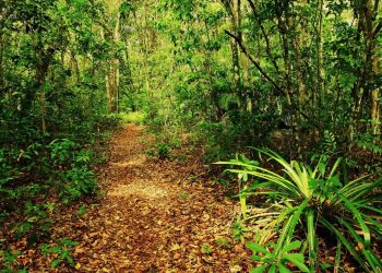 Parque Estadual de Itaúnas realiza caminhada e passeio ciclístico para inaugurar nova trilha