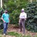 Incaper lança sistema eletrônico de avaliação de sustentabilidade da cafeicultura