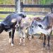 Como a brucelose pode impactar na saúde animal e humana