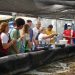 Curso de criação de camarão marinho do Incaper tem mais de 60 participantes