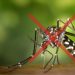 Sesa alerta para a importância do combate à dengue