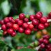 Brasil deve colher 53,4 milhões de sacas de café em 2022, aponta Conab