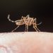 Casos de dengue registram segunda semana de redução no Estado