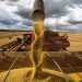 Conab prevê produção de 308 milhões de toneladas na safra 22/23