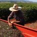 Declaração do Imposto sobre Propriedade Rural tem início nesta segunda-feira (15)