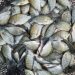 Governo prepara decreto para zerar imposto sobre ração de peixes