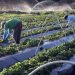 O que o agro brasileiro já está fazendo em termos de sustentabilidade?
