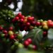 IBGE eleva em 0,9% previsão de safra de café do Brasil de 2022