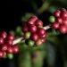 Colheita de café do Brasil chega a 98% da produção estimada, diz Safras