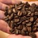Conab reduz previsão de safra de café do Brasil em 5,65%