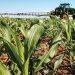 Sustentabilidade é maior oportunidade para o agro desde a Revolução Industrial