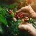 Pés de café ficaram traumatizados com geadas? Plantas têm memória, diz agrônomo