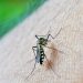 Altas temperaturas têm relação com aumento de casos de dengue, diz pesquisadora