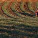 Crédito rural: mercado não travou pós-eleições