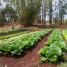Agricultura familiar: governo prorroga prazo para cadastro