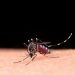 Espírito Santo tem média de 1,4 mil notificações de dengue por dia
