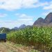 Norte do ES: Nater Coop inicia a sua primeira colheita de milho