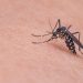 Ministério da saúde lança campanha após aumento da dengue, Zika e chikungunya