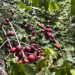 Brasil exporta 13 milhões de sacas de café até maio