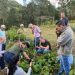 Incaper incentiva produção de olivicultura no Caparaó Capixaba