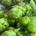 ES recebe 2º Seminário capixaba de fomento ao lúpulo e cerveja