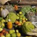 Governo lança programa para estimular agricultura urbana