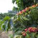 Fatores que podem colocar o Brasil e o ES na dianteira no mercado mundial de café conilon