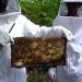 Apiário em lavoura de café aumenta produtividade