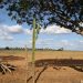 Dia do Meio Ambiente destaca ações de enfrentamento à desertificação