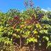 Estudo internacional destaca potencial de adaptação do café conilon às mudanças climáticas