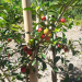 Pesquisa avalia novas variedades de acerola com potencial para plantio no Espírito Santo